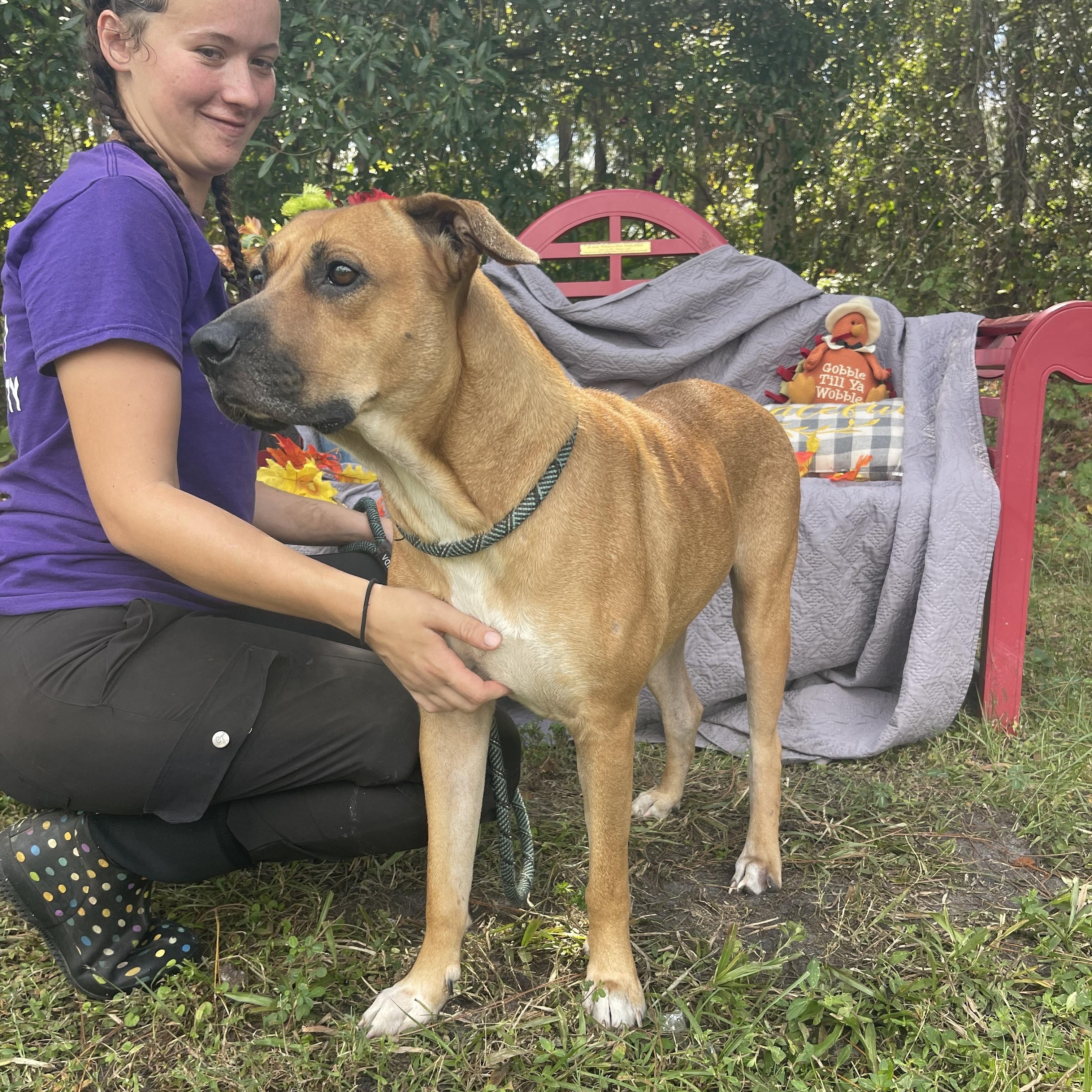 Enlarge Peggy, a Adoptable mixed breed in Sebring, FL image 3/6