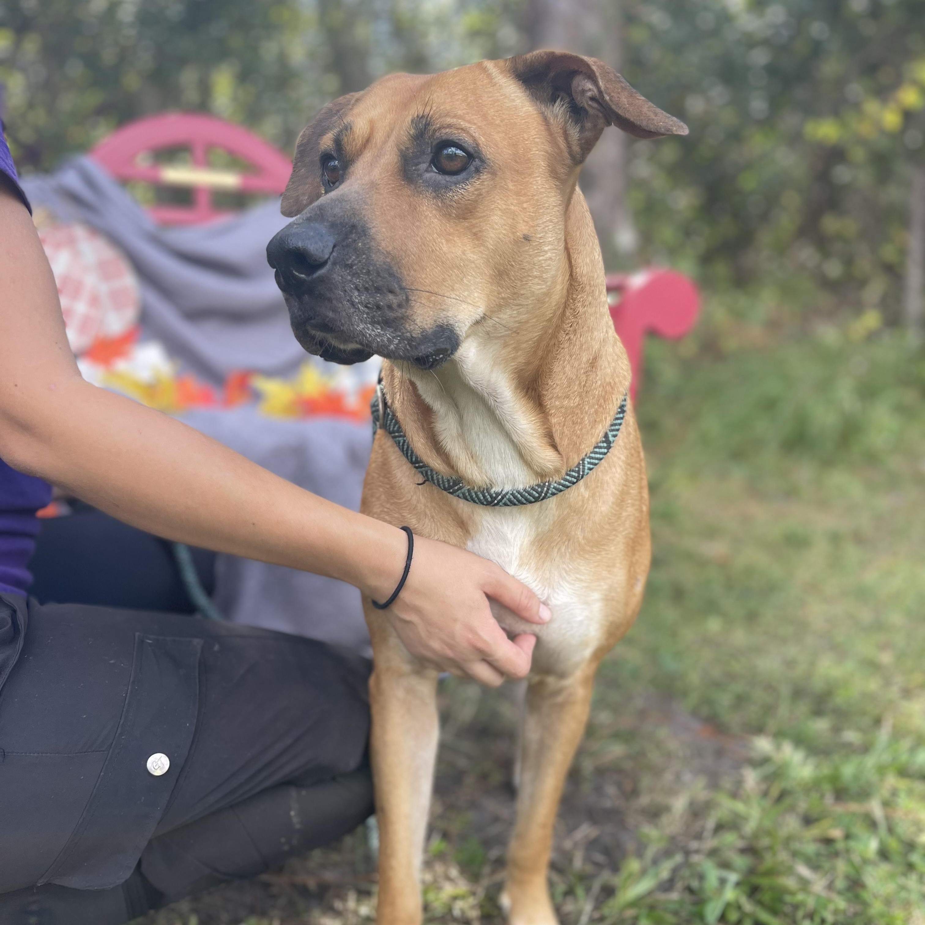 Enlarge Peggy, a Adoptable mixed breed in Sebring, FL image 5/6
