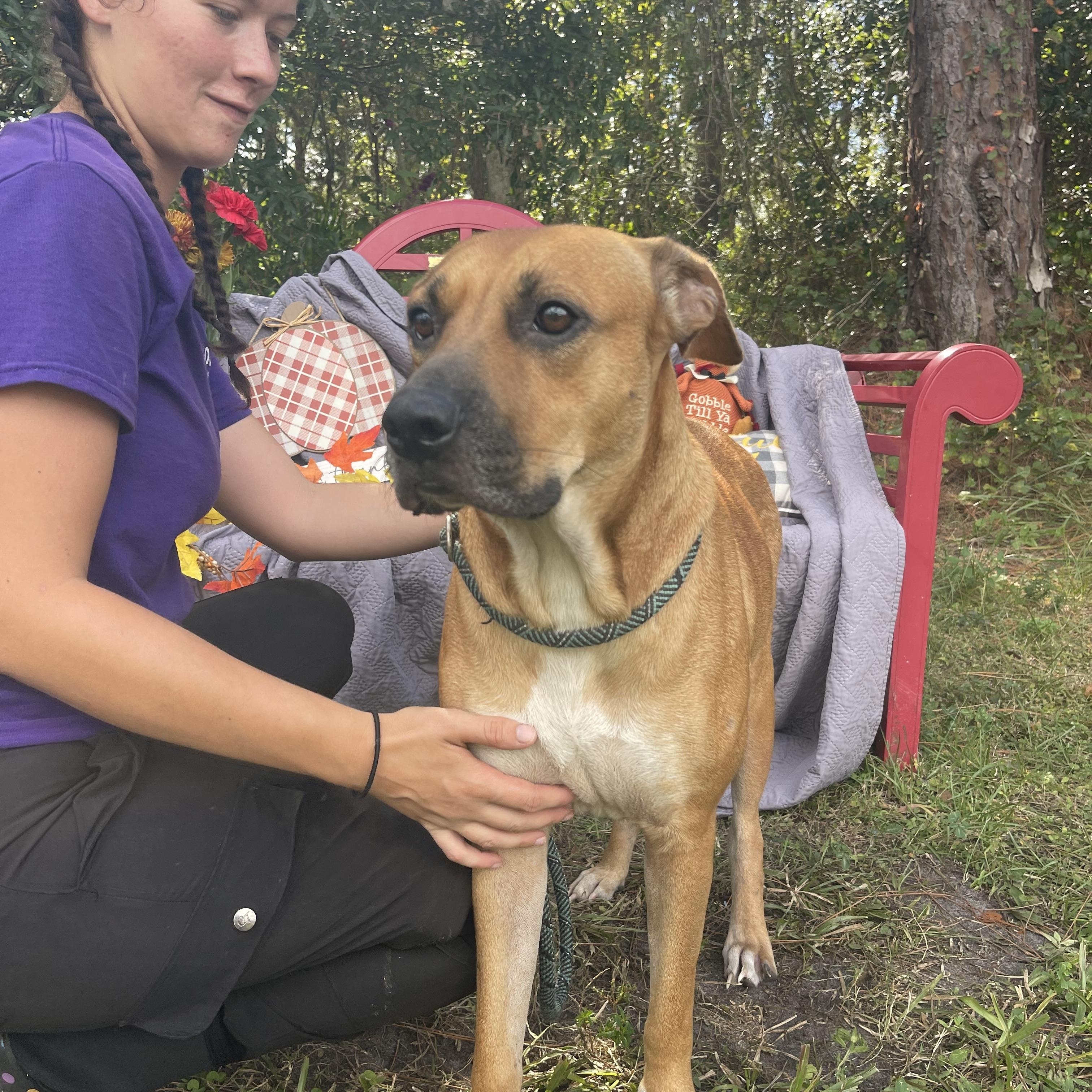 Enlarge Peggy, a Adoptable mixed breed in Sebring, FL image 6/6