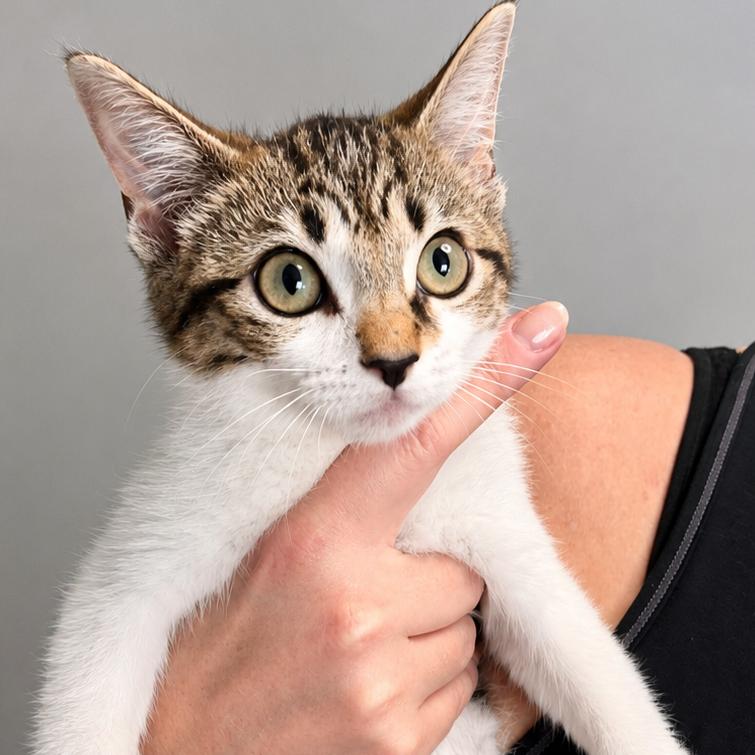 Dirty Gertie, Adoptable, Kitten Female Domestic Short Hair.