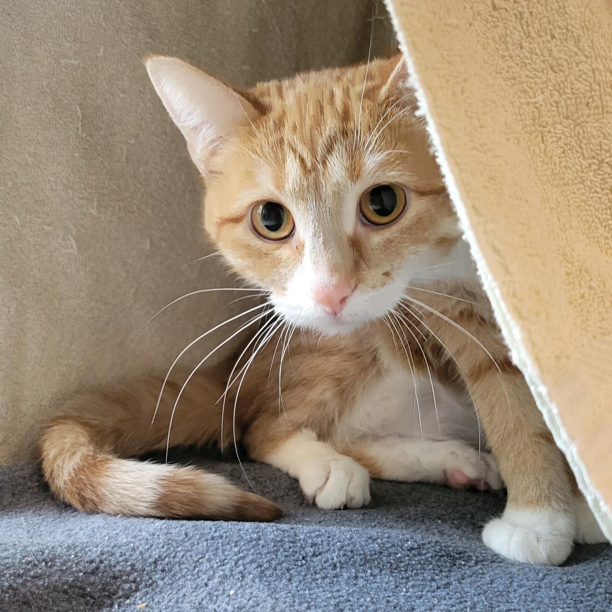Enlarge Cheddah, a Adoptable Domestic Short Hair in Plover, WI image 1/3