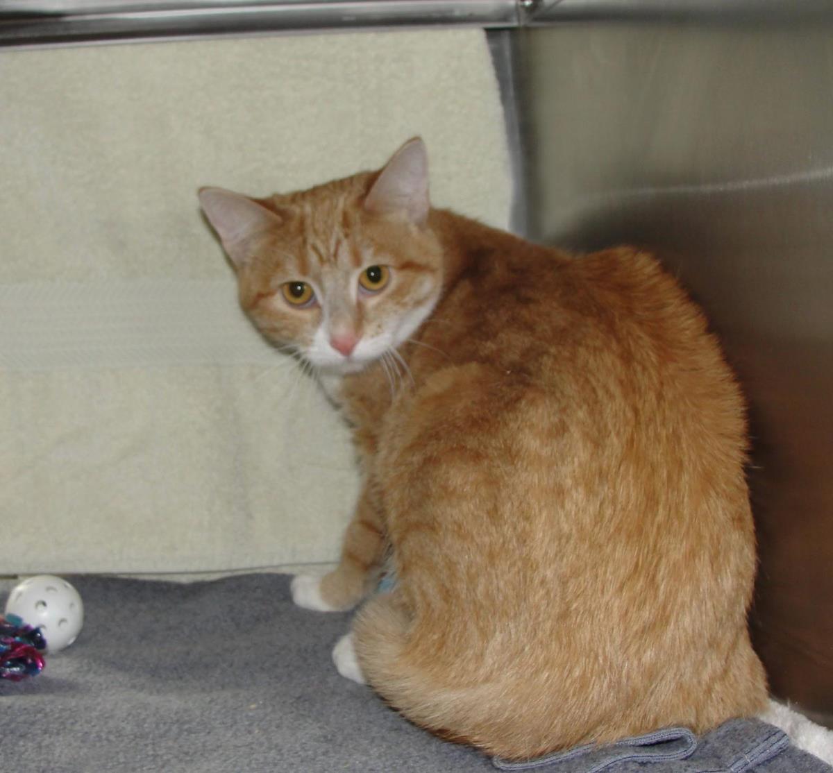 Enlarge Cheddah, a Adoptable Domestic Short Hair in Plover, WI image 2/3