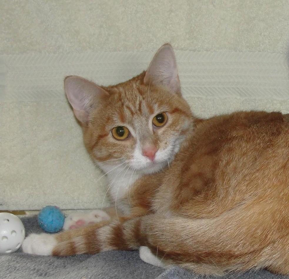 Enlarge Cheddah, a Adoptable Domestic Short Hair in Plover, WI image 3/3