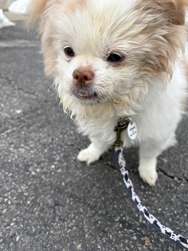 Enlarge Twinkie, a ADOPTABLE mixed breed in Severn, MD image 1/3