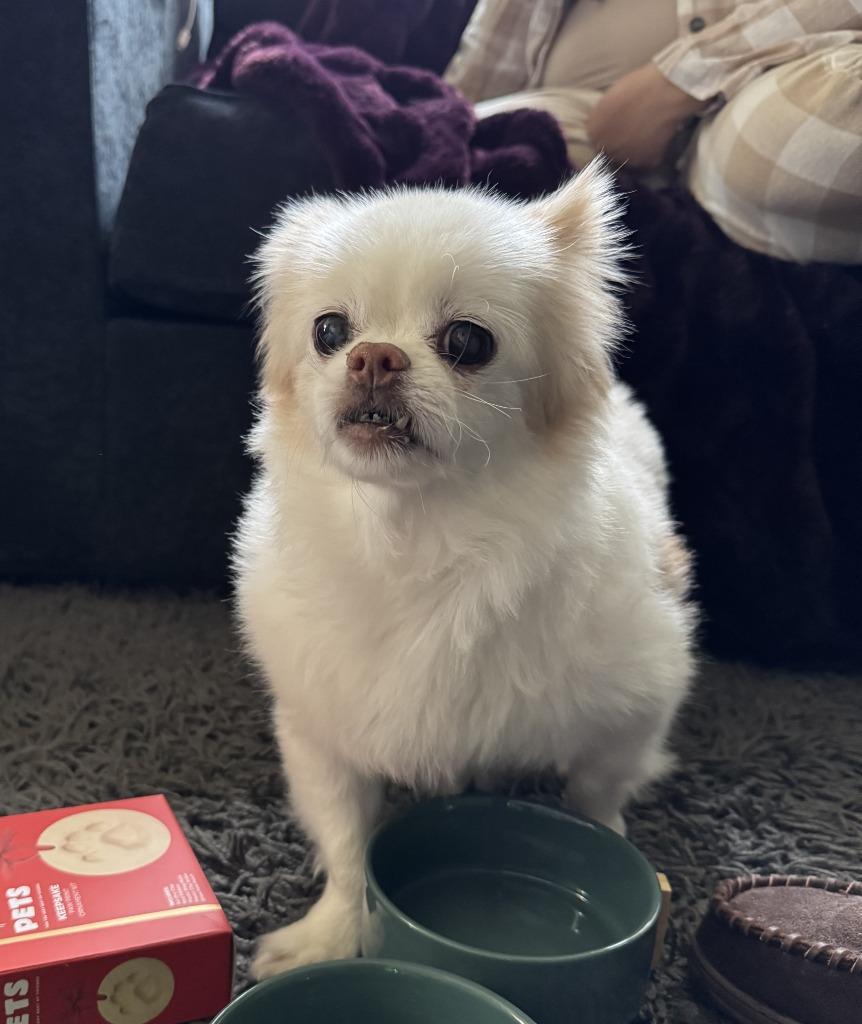 Enlarge Twinkie, a ADOPTABLE mixed breed in Severn, MD image 3/3