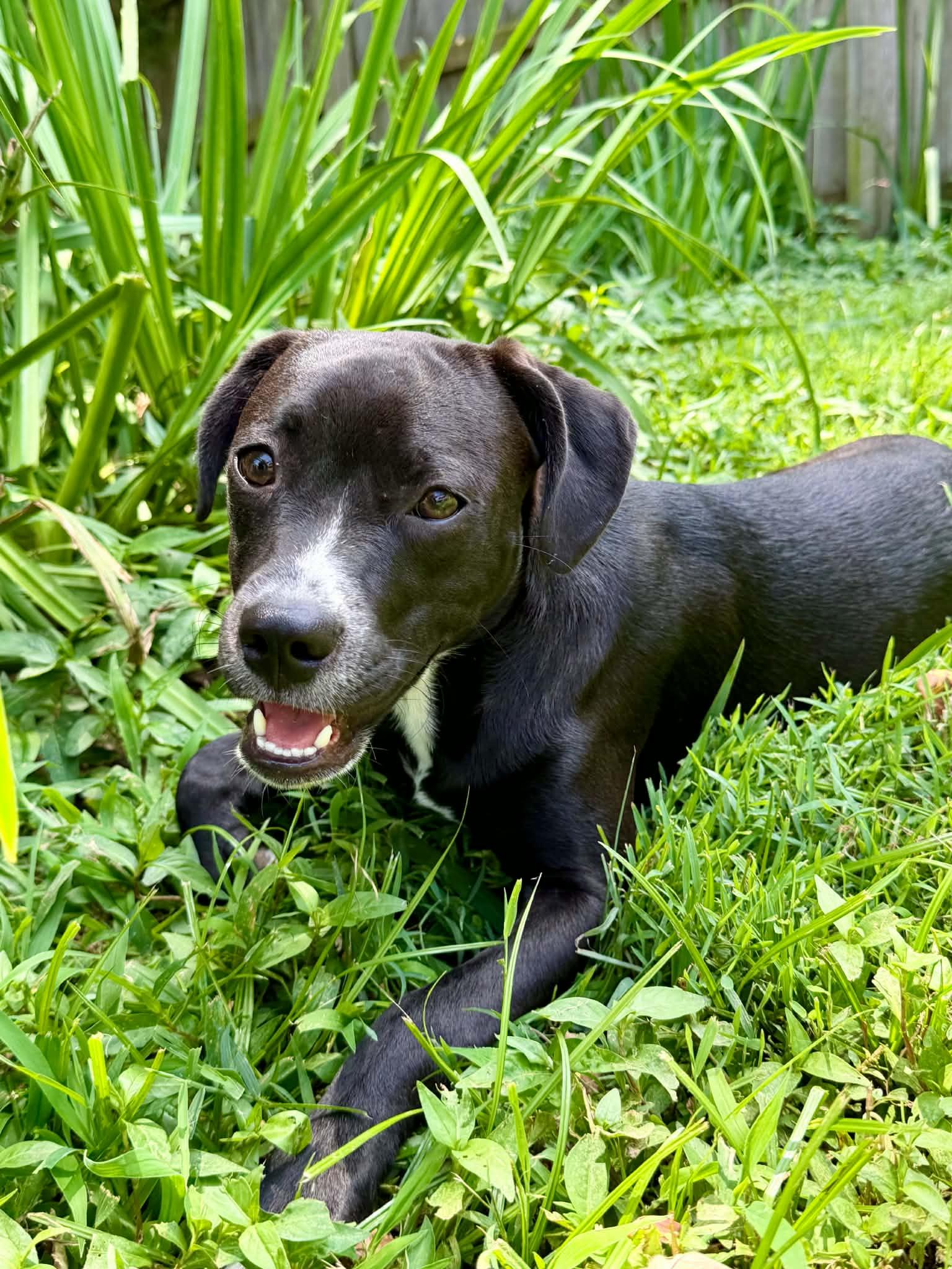 Edie ( female), a ADOPTABLE mixed breed in Hatfield, PA image 2/6