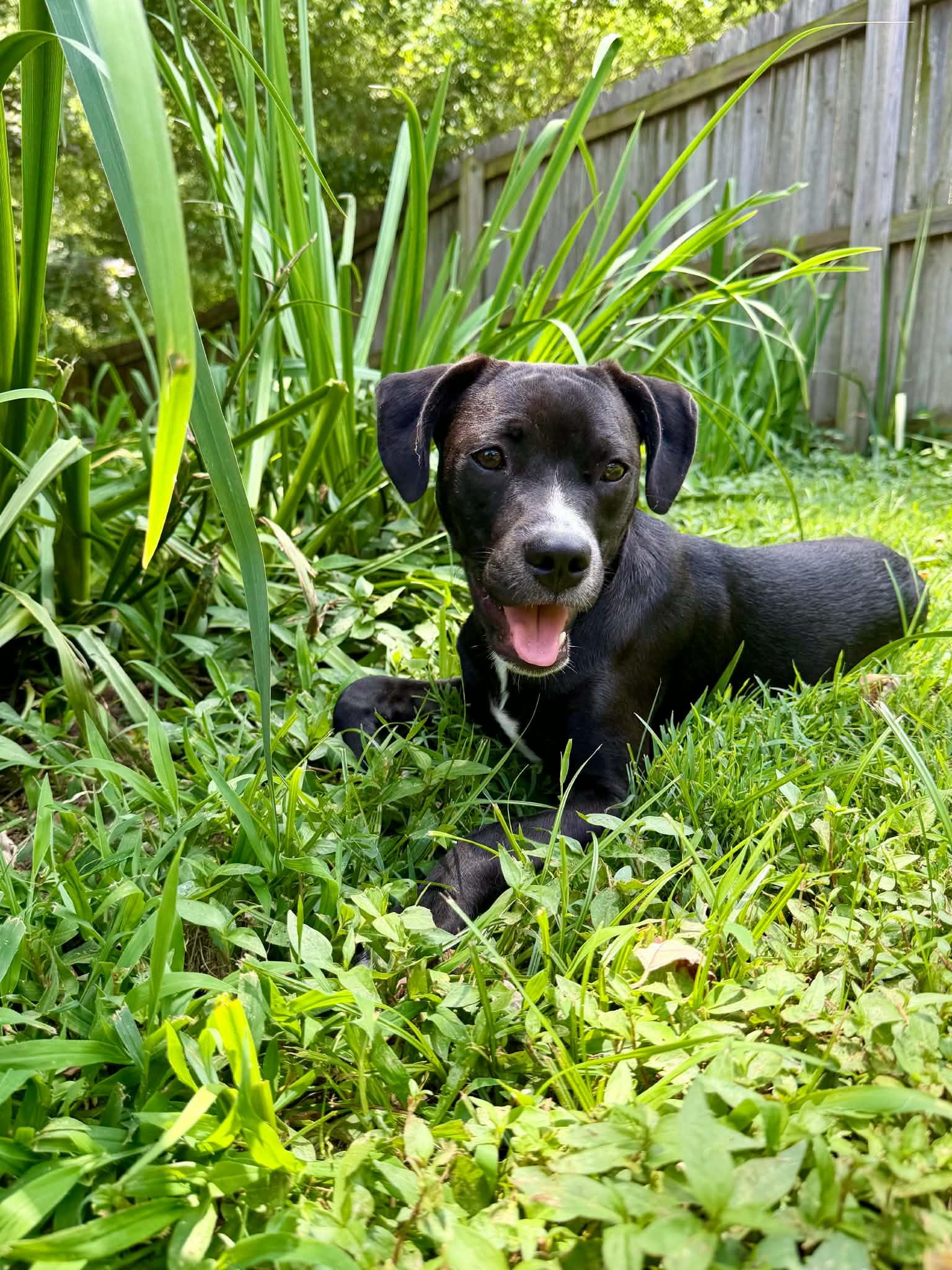 Edie ( female), a ADOPTABLE mixed breed in Hatfield, PA image 3/6