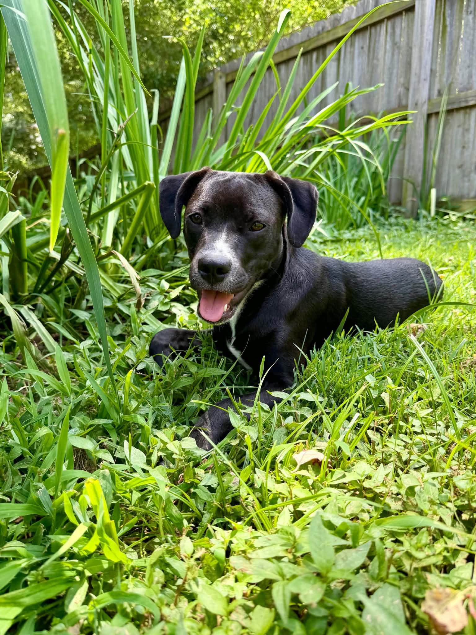 Edie ( female), ADOPTABLE, Puppy Female Boxer & Labrador Retriever.