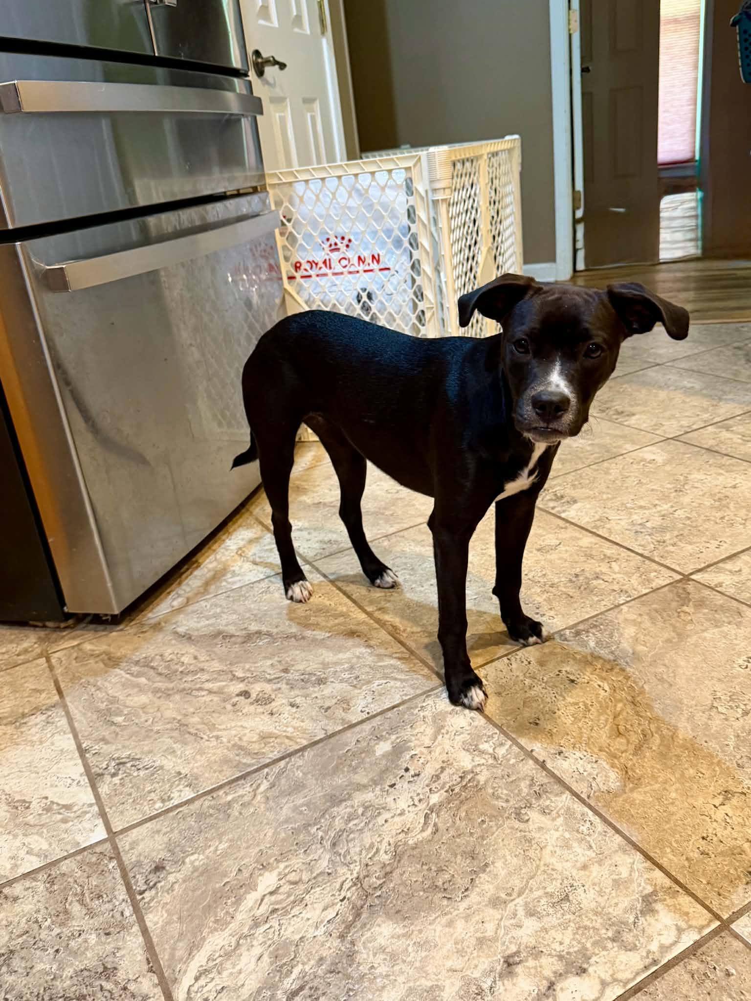 Edie ( female), a ADOPTABLE mixed breed in Hatfield, PA image 5/6