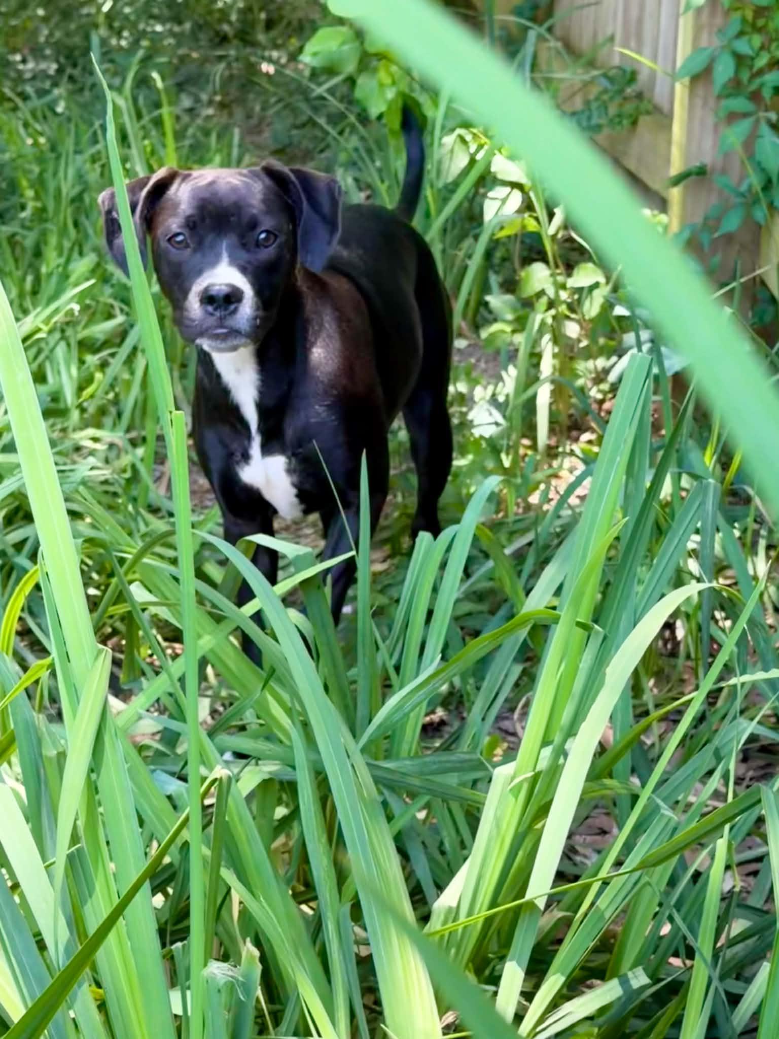 Edie ( female), a ADOPTABLE mixed breed in Hatfield, PA image 4/6