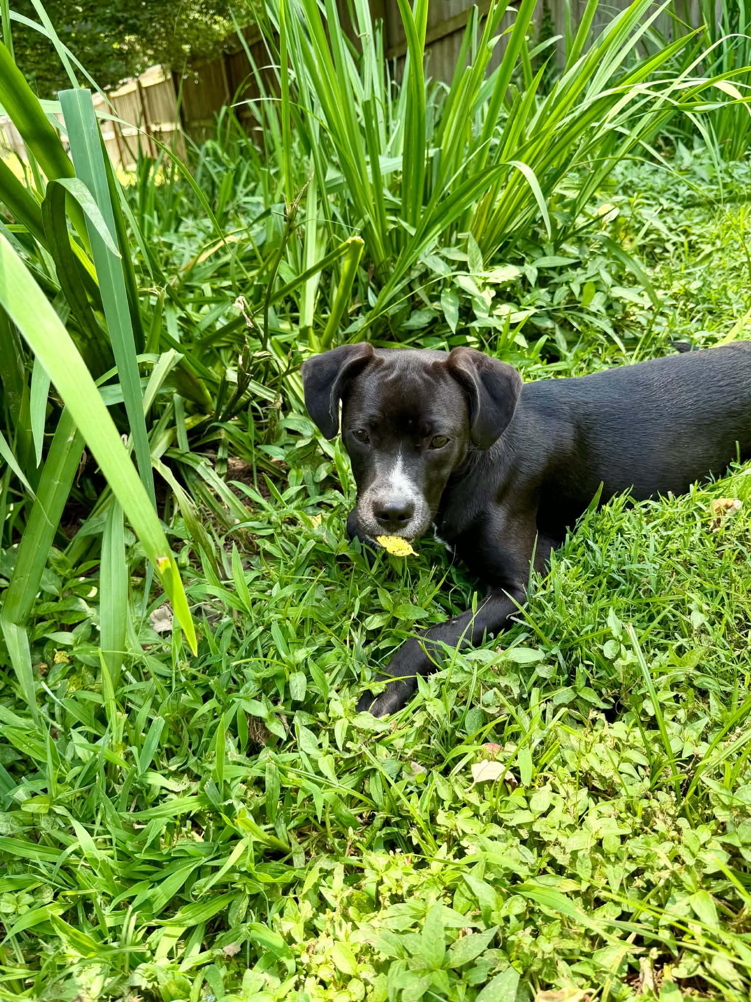 Edie ( female), a ADOPTABLE mixed breed in Hatfield, PA image 6/6