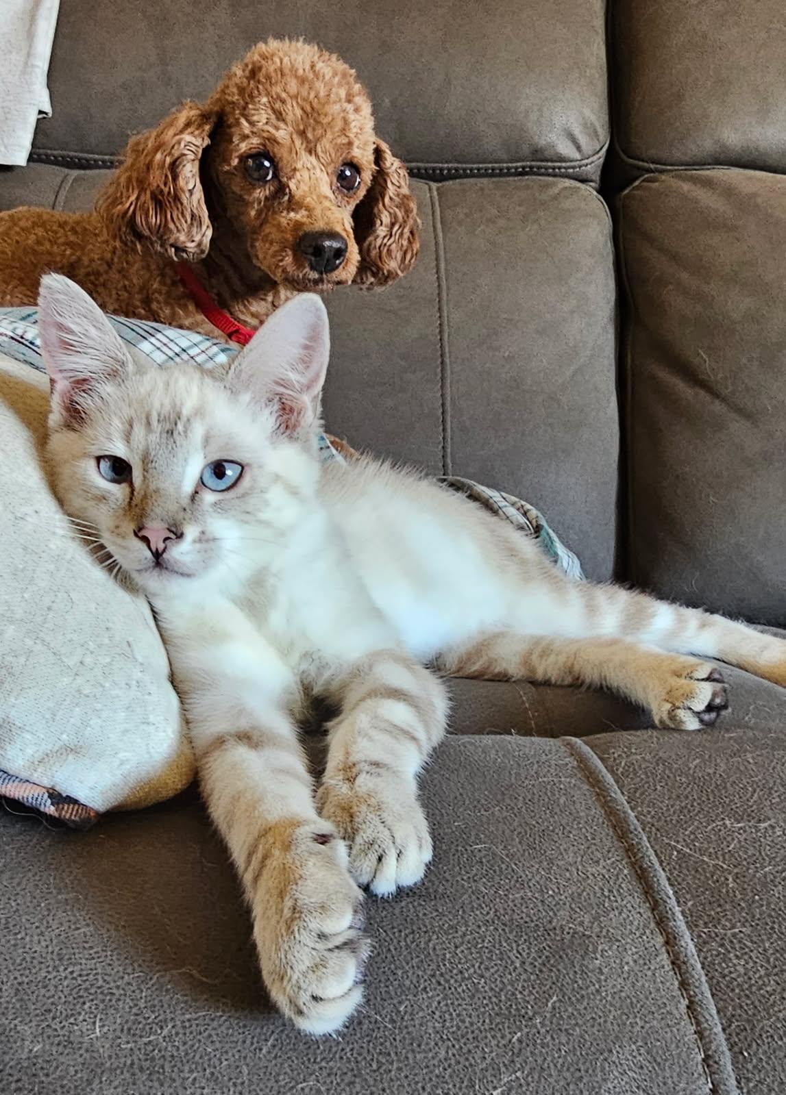 Enlarge Marcus, a Adopted mixed breed in Pocatello, ID image 5/5