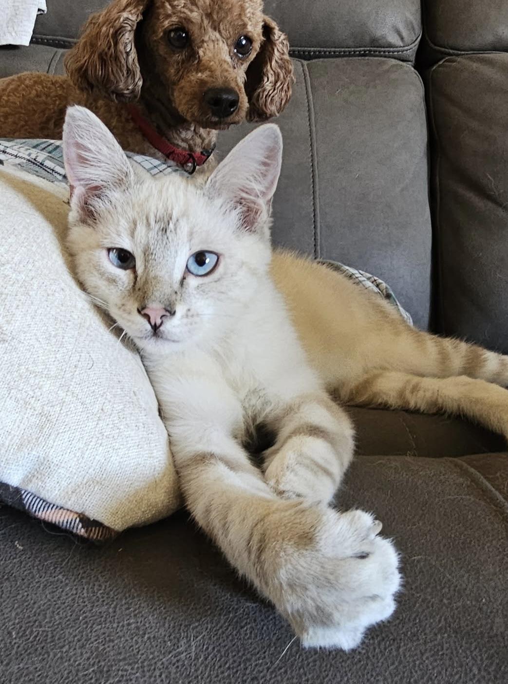 Marcus, Adopted, Kitten Male Domestic Short Hair.