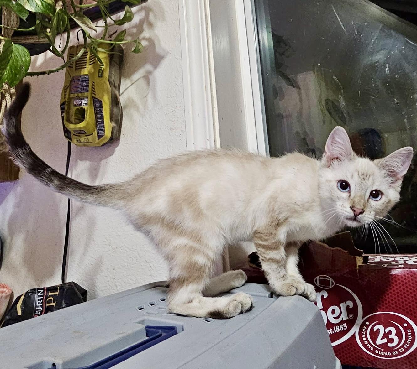 Enlarge Marcus, a Adopted mixed breed in Pocatello, ID image 4/5