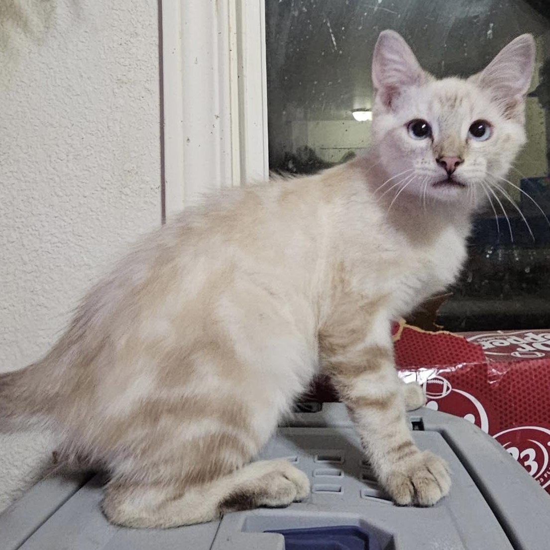 Enlarge Marcus, a Adopted mixed breed in Pocatello, ID image 2/5