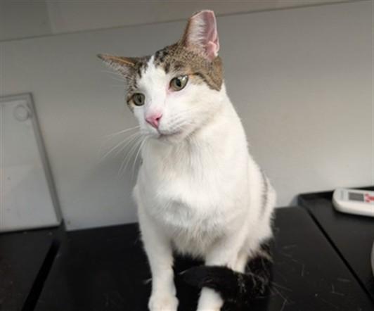 ELVIS, Adoptable, Young Male Domestic Short Hair.