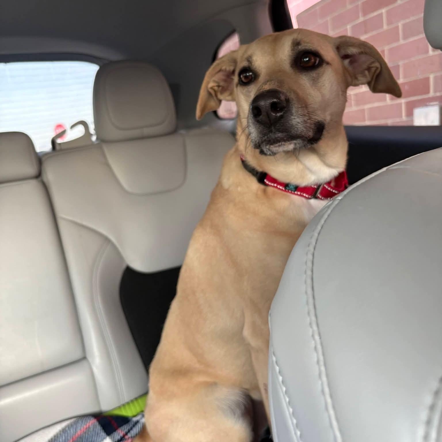 Enlarge Miss Scarlett (IN FOSTER), a ADOPTABLE mixed breed in Joliet, IL image 2/3