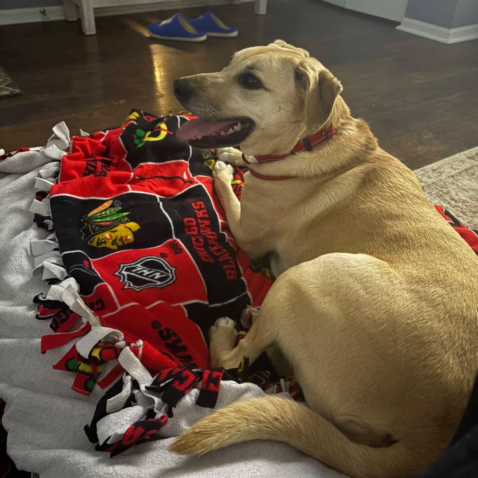 Enlarge Miss Scarlett (IN FOSTER), a ADOPTABLE mixed breed in Joliet, IL image 3/3