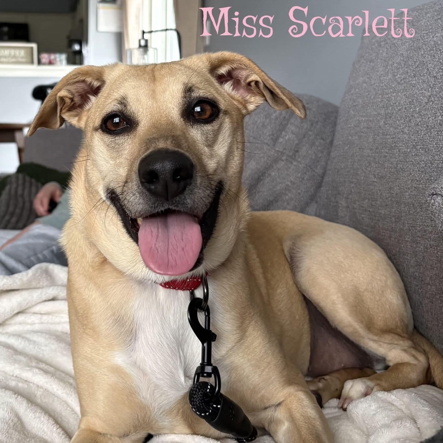 Miss Scarlett (IN FOSTER), ADOPTABLE, Young Female Mixed Breed.