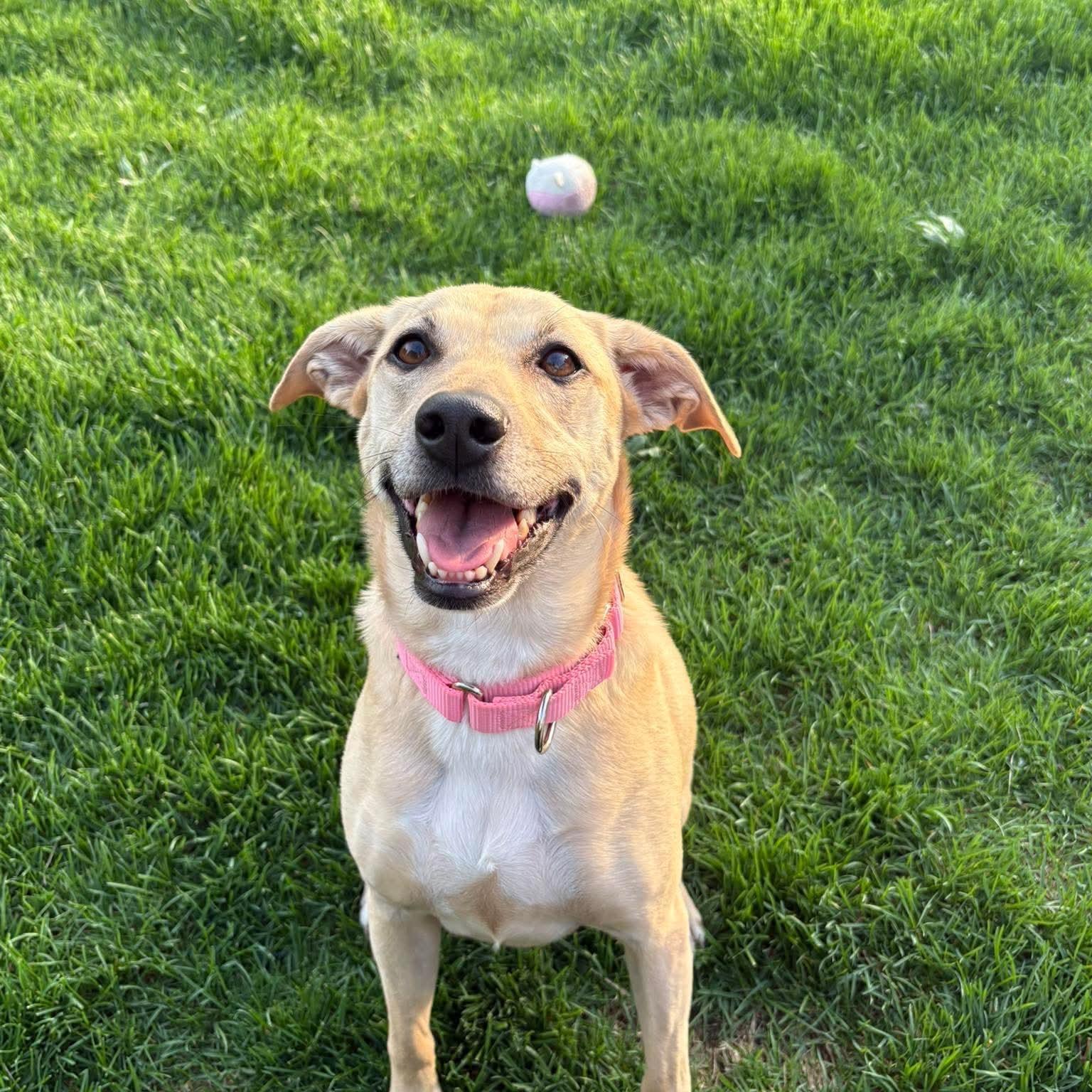 Enlarge Miss Scarlett (IN FOSTER), an adoptable mixed breed in Joliet, IL image 2/4