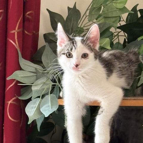 Wesley, Adoptable, Kitten Male Tabby & Domestic Medium Hair.