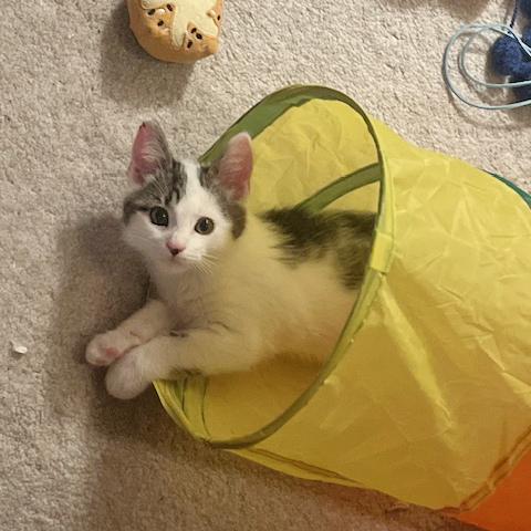 Wesley, a Adoptable mixed breed in Harrisburg, PA image 2/6