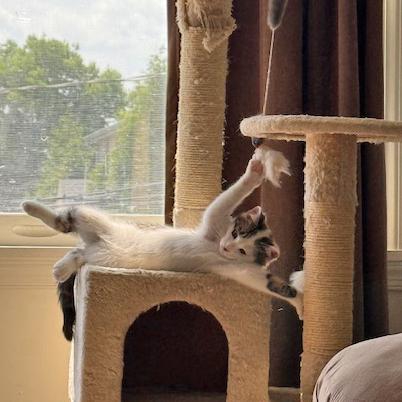 Wesley, a Adoptable mixed breed in Harrisburg, PA image 3/6