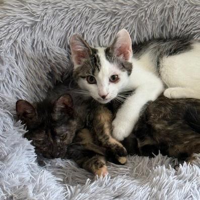 Wesley, a Adoptable mixed breed in Harrisburg, PA image 4/6