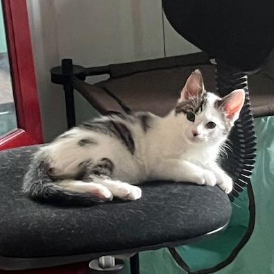 Wesley, a Adoptable mixed breed in Harrisburg, PA image 5/6