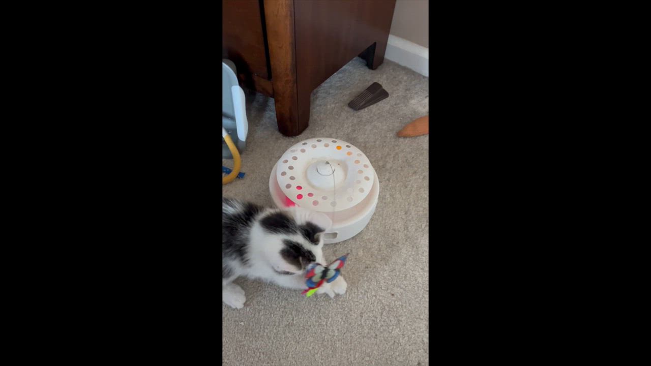 Enlarge Wesley, a Adoptable mixed breed in Harrisburg, PA video 6/6