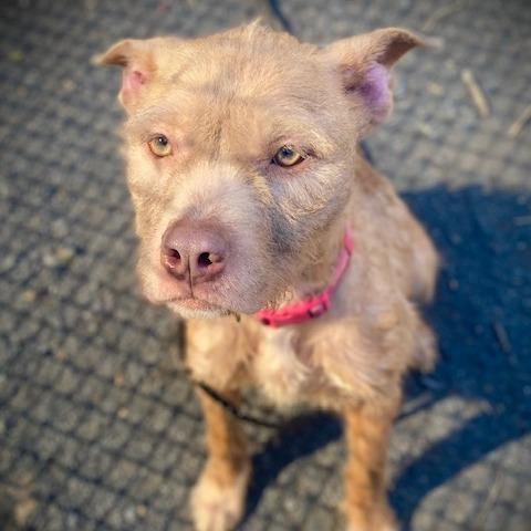 "WHISKERS", Adoptable, Adult Female Pit Bull Terrier.