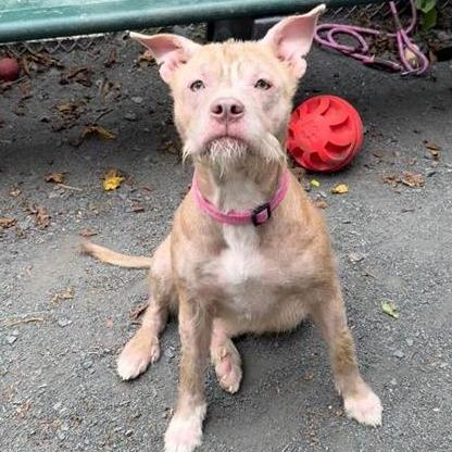 Enlarge "WHISKERS", a Adoptable Pit Bull Terrier in Perkiomenville, PA image 2/6