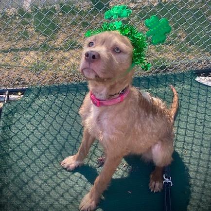 Enlarge "WHISKERS", a Adoptable Pit Bull Terrier in Conshohocken, PA image 2/6
