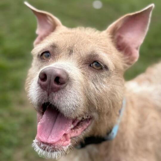 Enlarge "WHISKERS", a Adoptable Pit Bull Terrier in Perkiomenville, PA image 3/6
