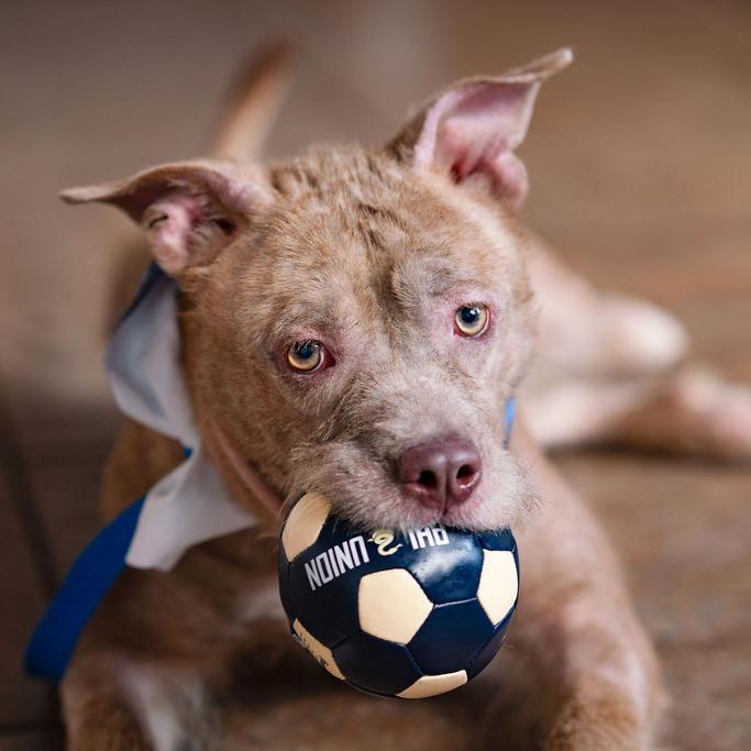 Enlarge "WHISKERS", a Adoptable Pit Bull Terrier in Conshohocken, PA image 3/6