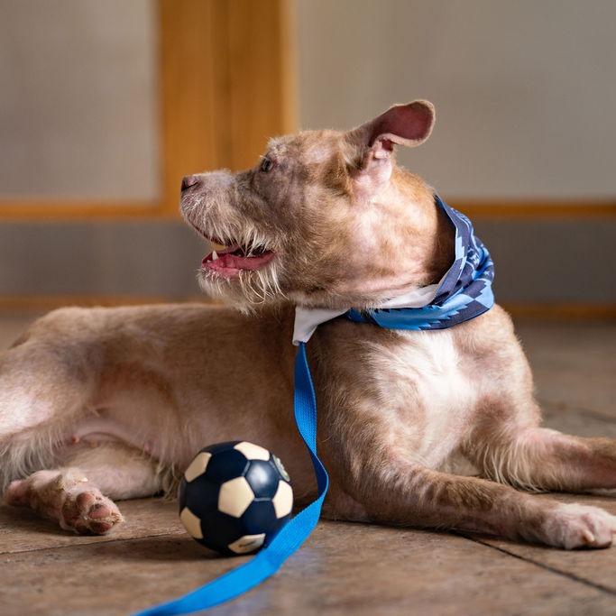 Enlarge "WHISKERS", a Adoptable Pit Bull Terrier in Conshohocken, PA image 4/6