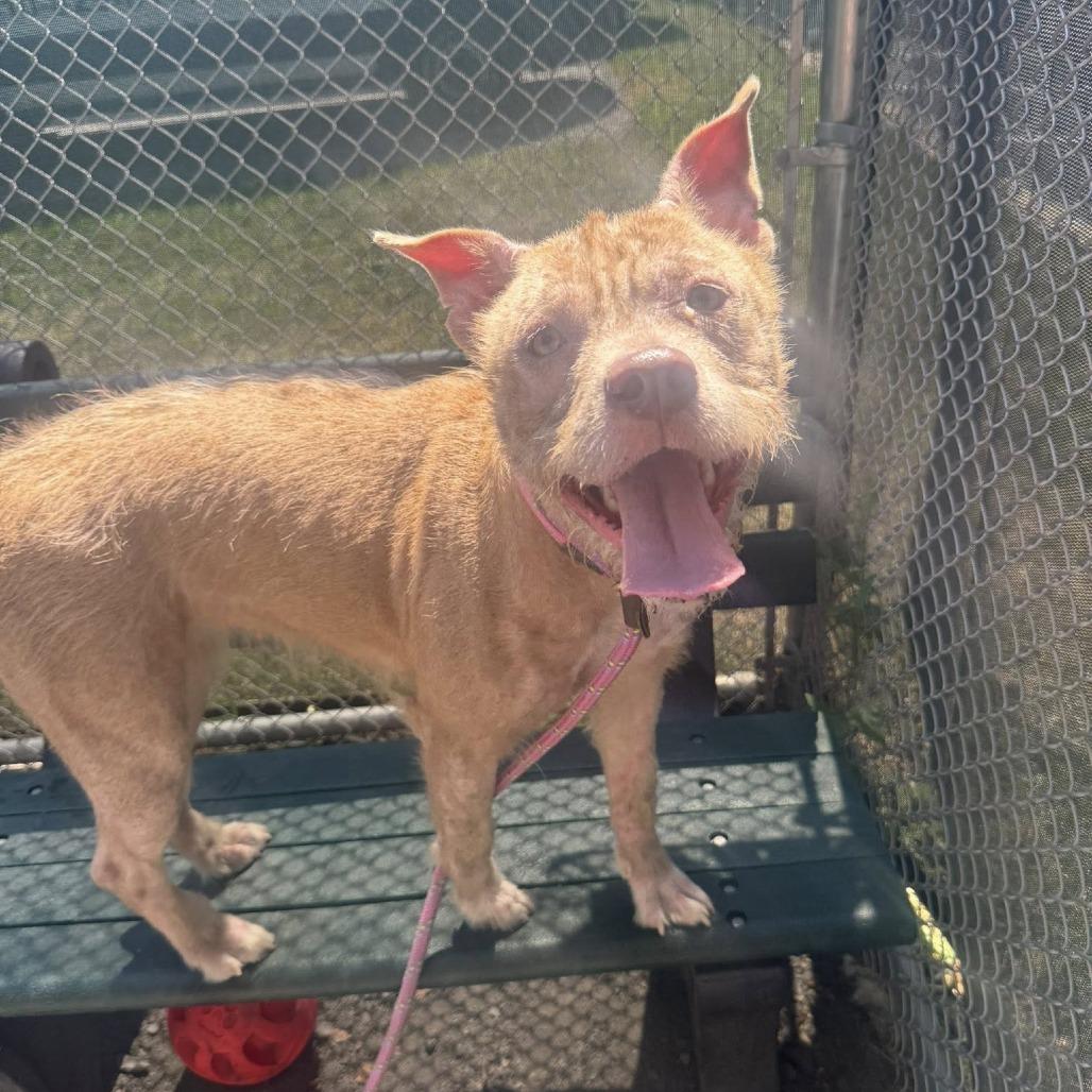 Enlarge "WHISKERS", a Adoptable Pit Bull Terrier in Conshohocken, PA image 5/6