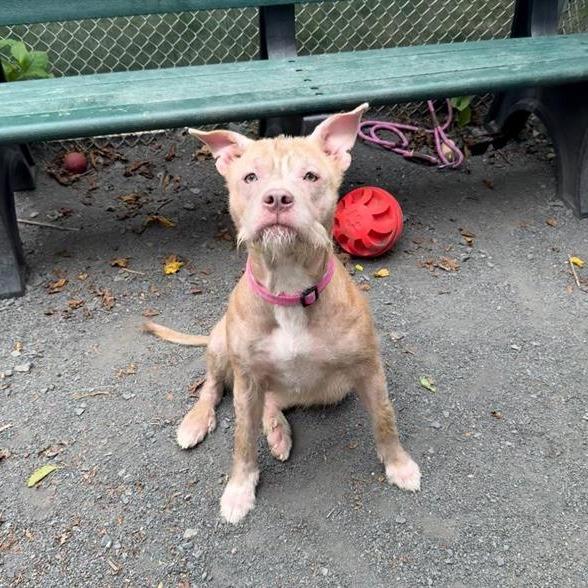 Enlarge "WHISKERS", a Adoptable Pit Bull Terrier in Conshohocken, PA image 6/6