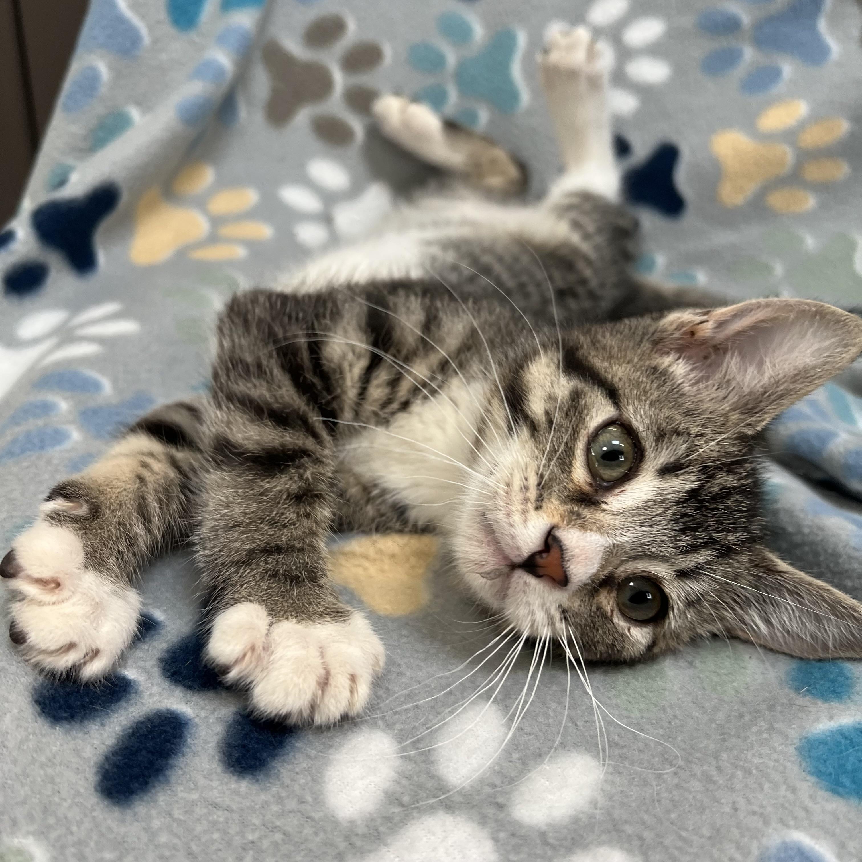 Cat for adoption Tyler At PetSmart - 0fe236b6 8576 45e5 937d E34efb61ad57