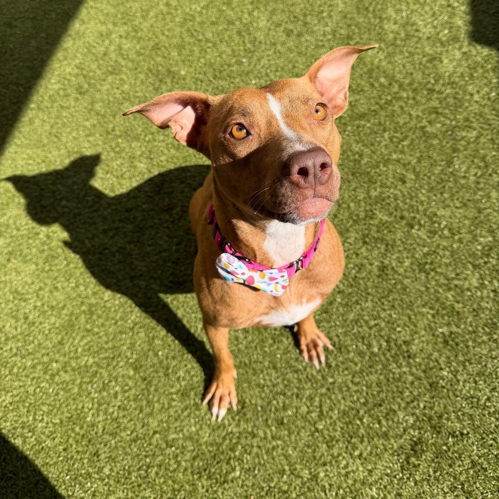 Enlarge Lyrical, a Adoptable mixed breed in Titusville, FL image 1/6