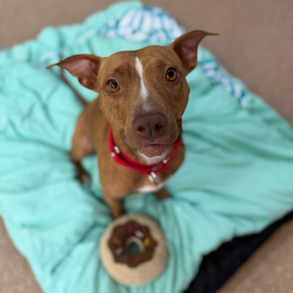 Enlarge Lyrical, a Adoptable mixed breed in Titusville, FL image 2/6