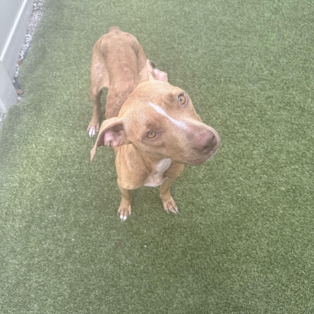 Enlarge Lyrical, a Adoptable mixed breed in Titusville, FL image 3/6