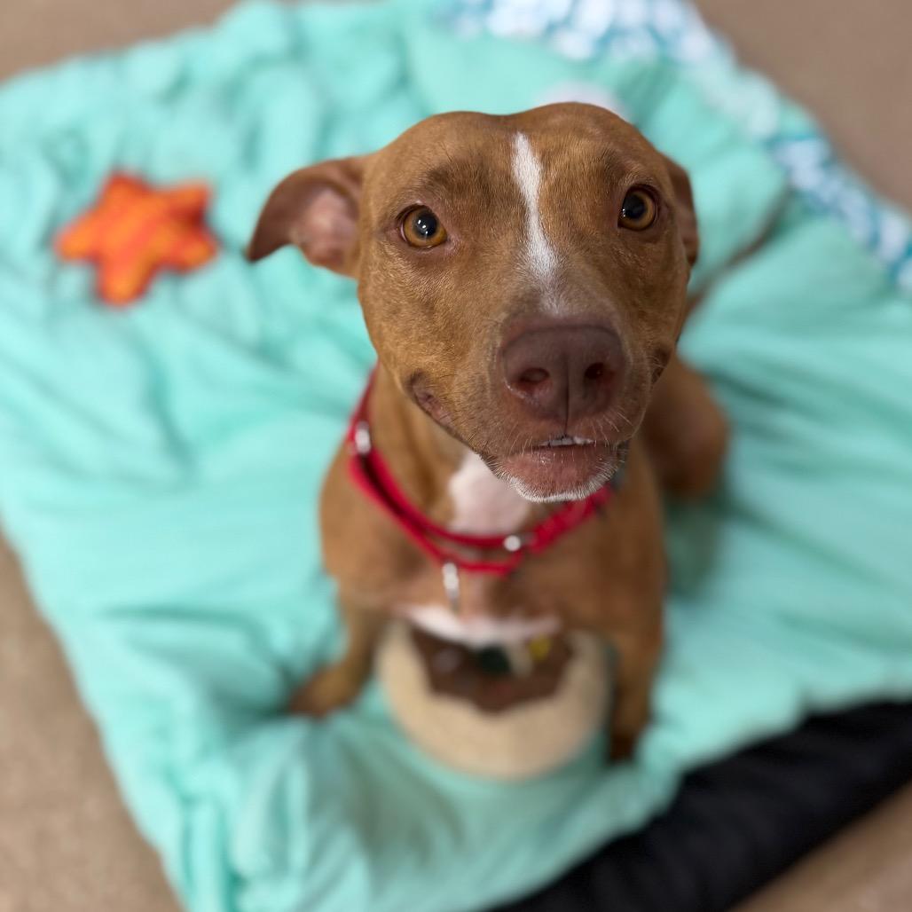 Enlarge Lyrical, a Adoptable mixed breed in Titusville, FL image 4/6