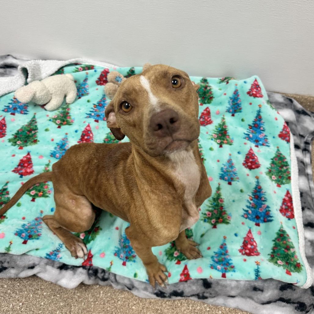 Enlarge Lyrical, a Adoptable mixed breed in Titusville, FL image 5/6