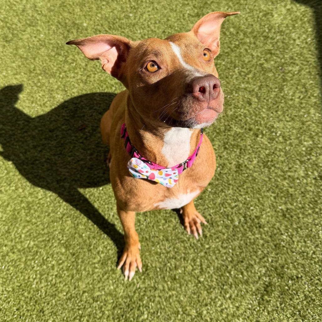 Enlarge Lyrical, a Adoptable mixed breed in Titusville, FL image 6/6