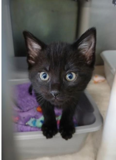 Enlarge Cloud Jumper, a ADOPTABLE mixed breed in Marshall, NC image 1/1