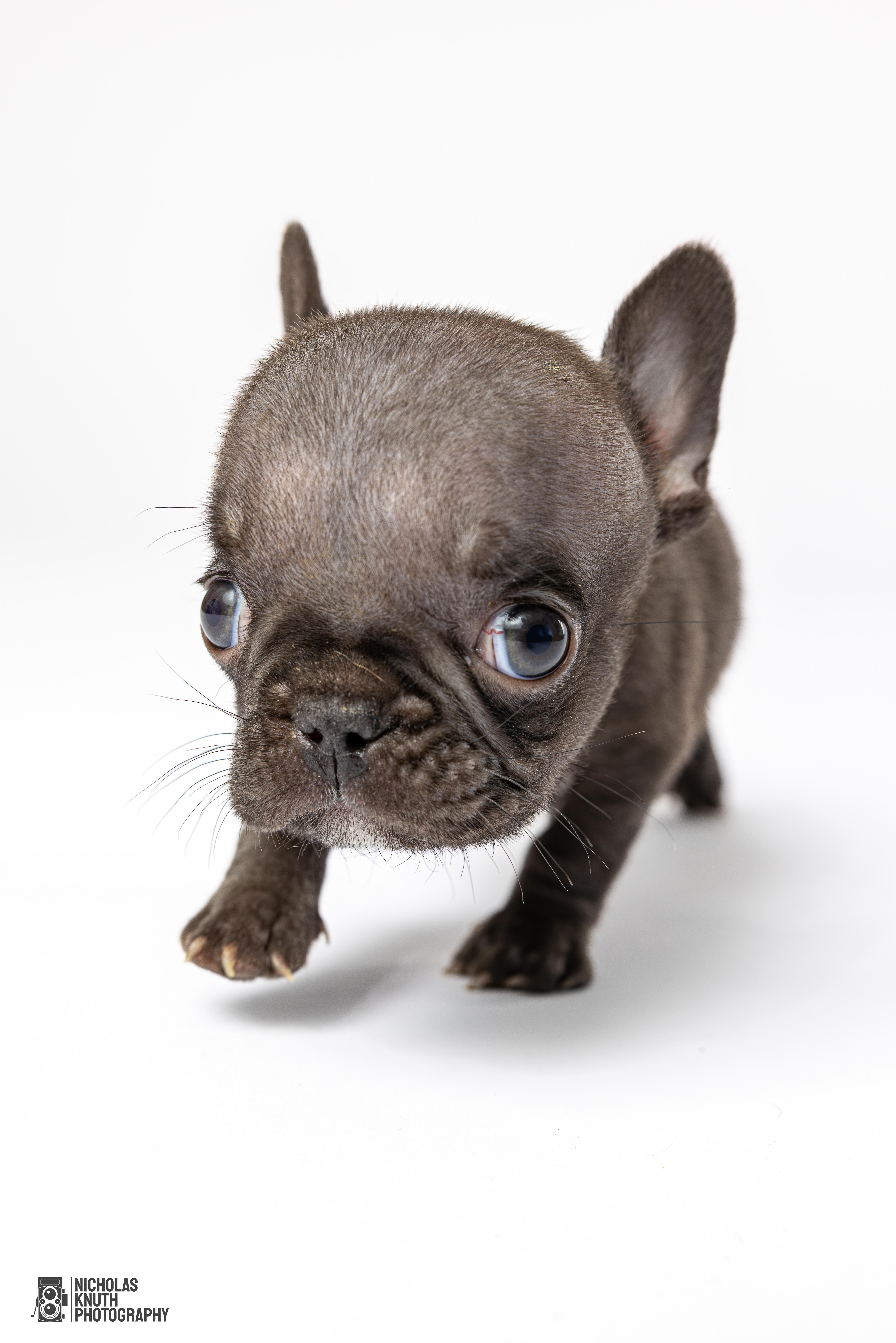 Pinky, Adoptable, Puppy Female French Bulldog.