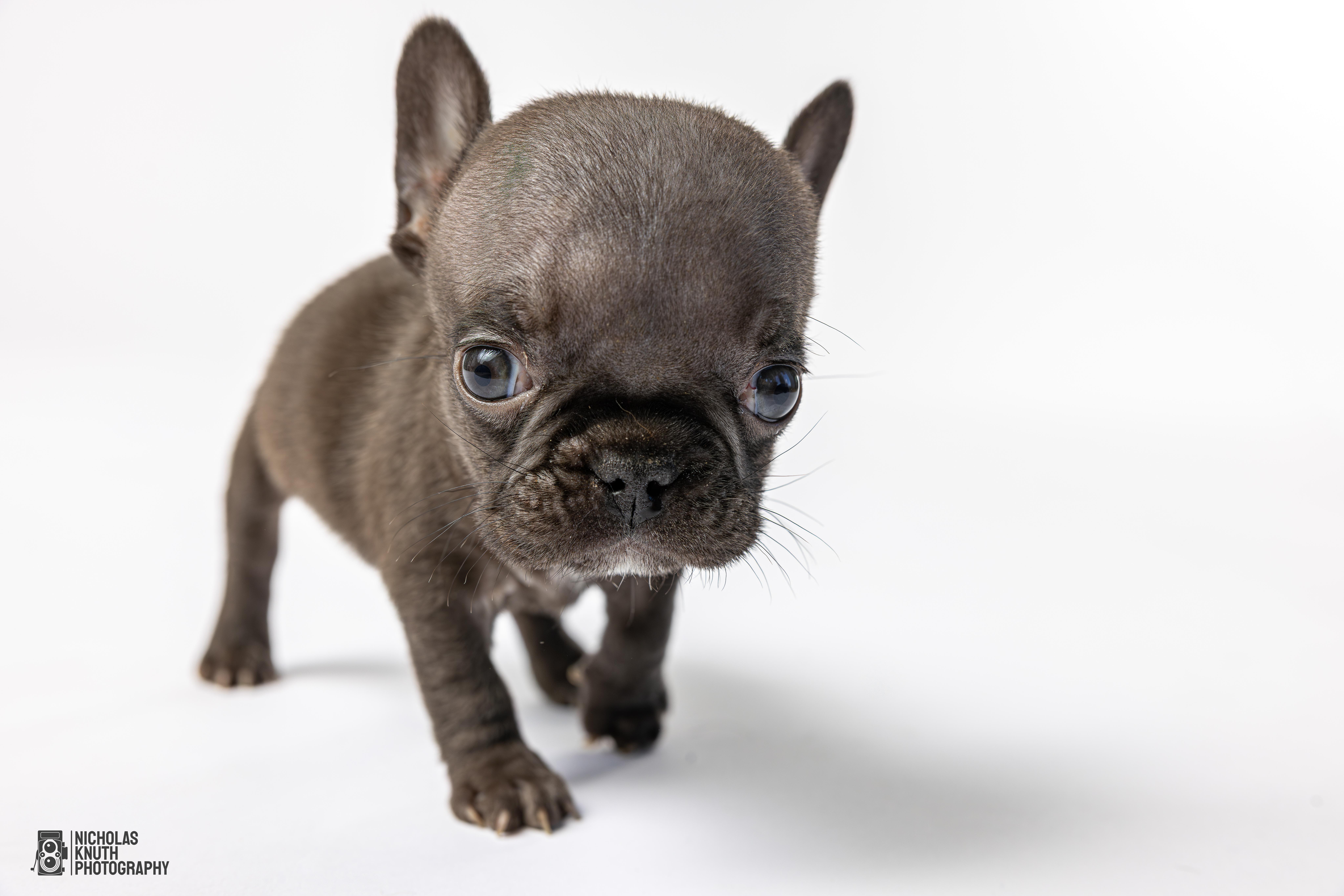 Pinky, a Adoptable French Bulldog in Palatine, IL image 2/5