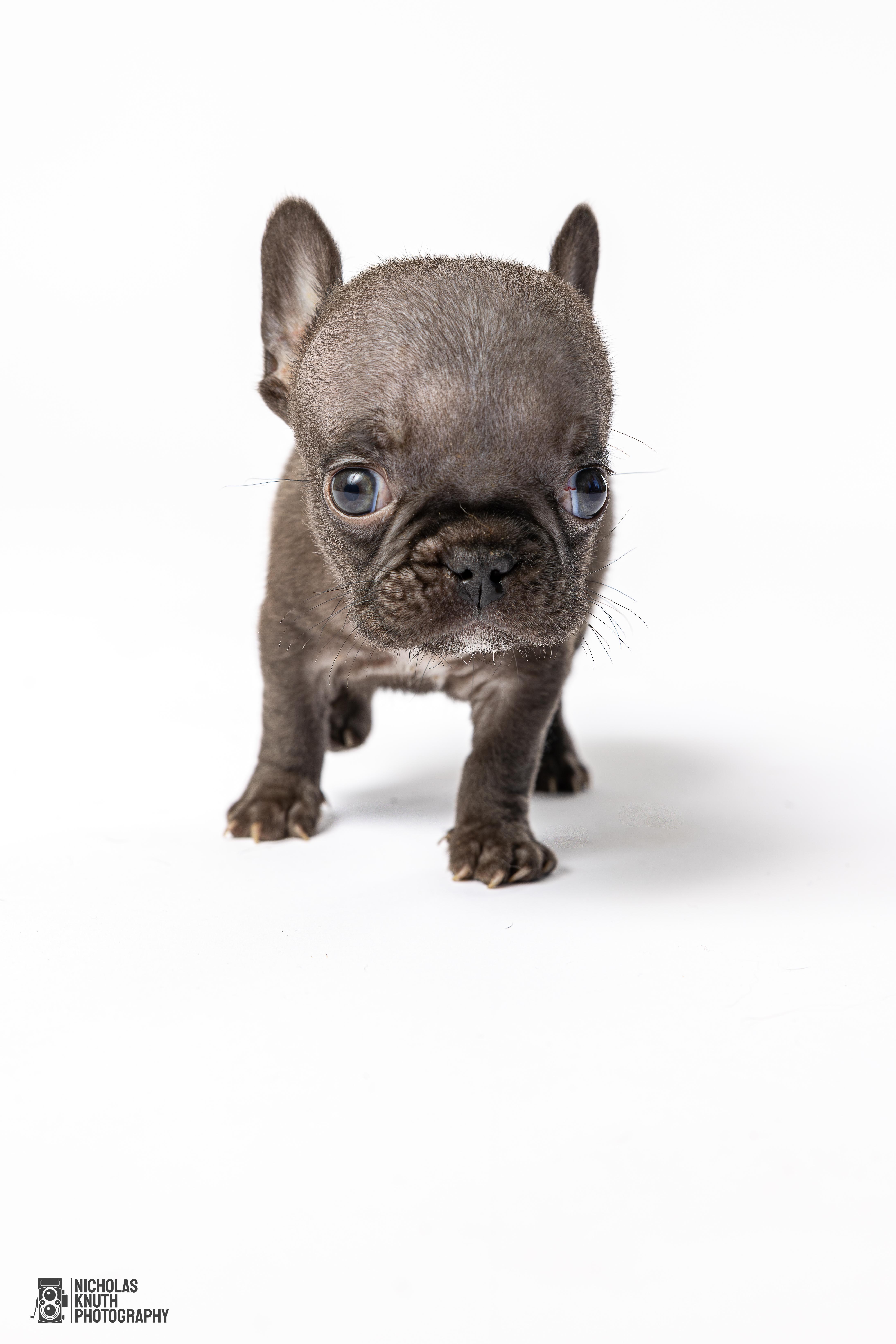 Pinky, a Adoptable French Bulldog in Palatine, IL image 3/5