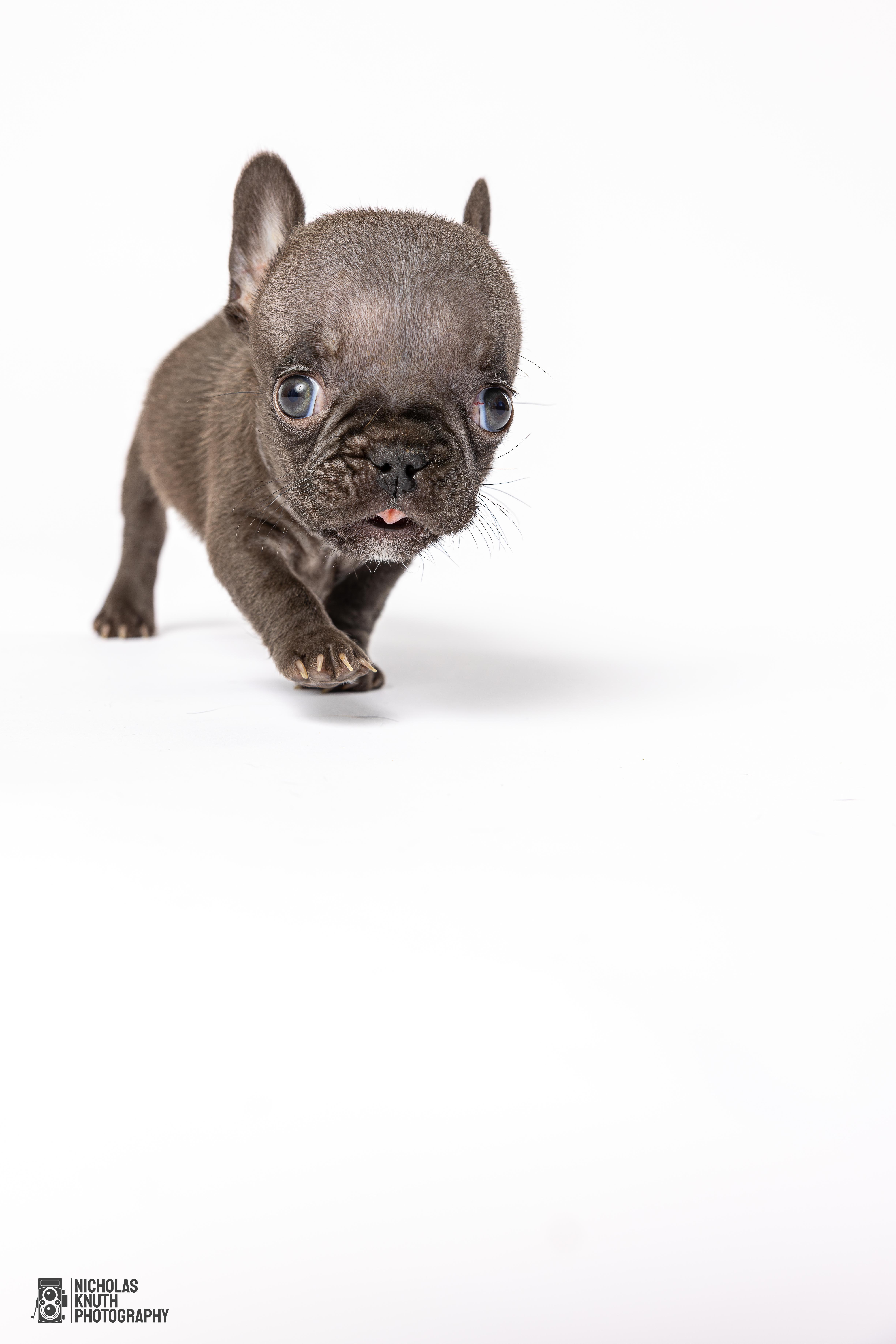 Pinky, a Adoptable French Bulldog in Palatine, IL image 4/5